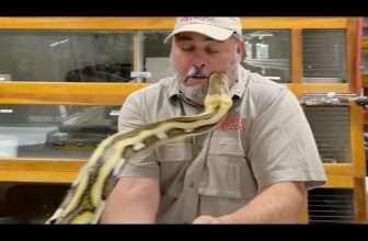 Giant Python Bit My Face ????