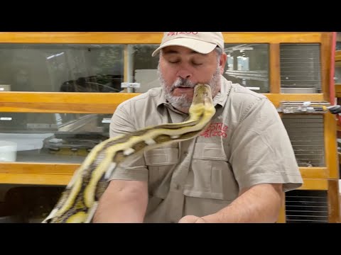 Giant Python Bit My Face ????