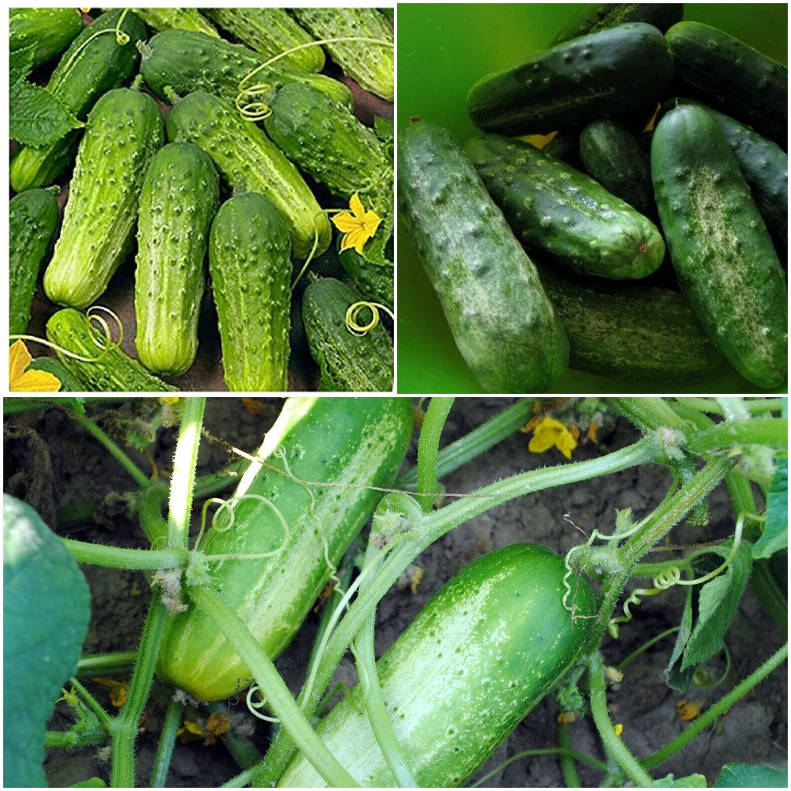 cucumber seeds many varieties YOU CHOOSE all NON GMO easy to grow pickles