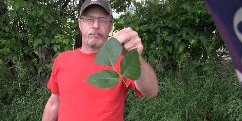 How to never have a serious poison ivy rash again