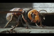 Top 5 Ferocious Hornet Moments