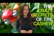The Crazy Secrets of the Cashew (Why Cashews Are Never Sold in Their Shells)