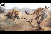 The Reason Why Kangaroo Abandons Its Baby to Predators