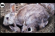 This Is Why the Childhood of Rabbits Is so Terrible