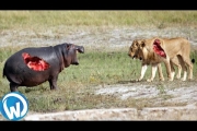 The Most Extreme Wild Animals Battles!
