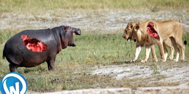 The Most Extreme Wild Animals Battles!