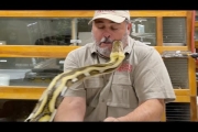 Giant Python Bit My Face