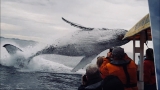Whale jumps out of nowhere during sight seeing tour.