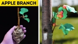 23 CUTE HACKS WITH PLANTS THAT WILL AMAZE YOU