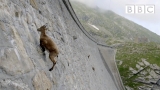 The incredible ibex defies gravity and climbs a dam | Forces of Nature with Brian Cox – BBC