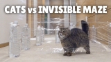 Cats vs Invisible Maze