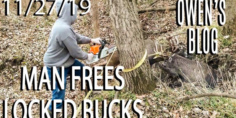 Locked Bucks Freed with Chainsaw
