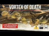 PIRANHA VS BULLFROG LIVE FEEDING ( WARNING! GRAPHIC CONTENT)