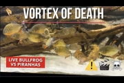PIRANHA VS BULLFROG LIVE FEEDING ( WARNING! GRAPHIC CONTENT)