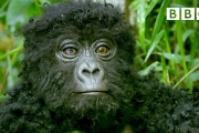 Robot spy gorilla infiltrates a wild gorilla troop ????️???? | Spy In The Wild