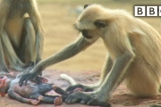 Langur monkeys grieve over fake monkey | Spy in the Wild