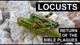 Return of the Plagues – Locusts
