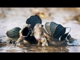 Mudskippers: The Fish That Walk on Land