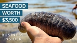 Why Sea Cucumbers Are So Expensive?