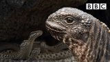 Iguana chased by killer snakes