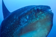 Enormous Ocean Sunfish Caught on Camera Cleaning Itself
