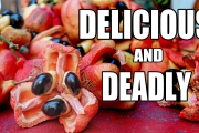 ACKEE Fruit : Trying the Notoriously Delicious Fruit in JAMAICA (& Susumba Fruit Review + Recipe)