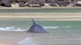 Hydroplaning Dolphins