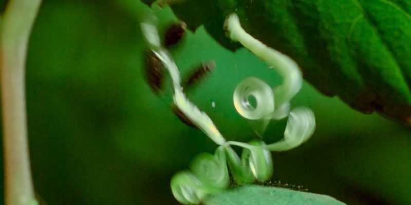 Caterpillars Feeding on Exploding Touch-Me-Not Seed Pods