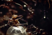 Ants Rip Queen’s Legs Off | Empire Of The Desert Ants