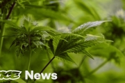 Weed Fraud: Are you Getting Cheated?