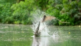 Flying Foxes Vs Freshwater Crocodile | Lands of the Monsoon