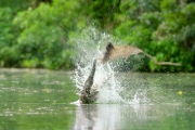 Flying Foxes Vs Freshwater Crocodile | Lands of the Monsoon