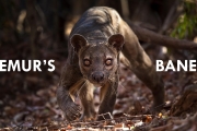 Fossa: the King of Madagascar