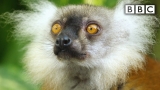 Lemurs get high