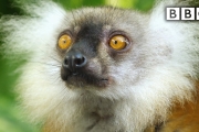 Lemurs get high