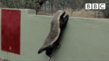 The Badger that can escape from anywhere! | Honey Badgers: Masters of Mayhem