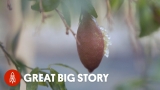 This Rare ‘Caviar’ Comes From Lemons