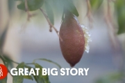 This Rare ‘Caviar’ Comes From Lemons