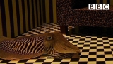 Can Cuttlefish camouflage in a living room?