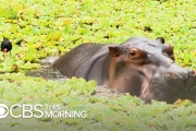 Pablo Escobar’s hippos keep multiplying and Colombia doesn’t know how to stop it