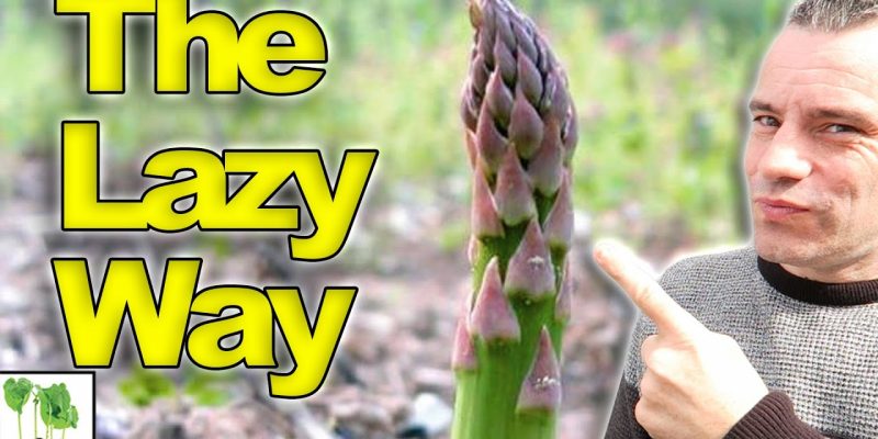 How To GROW Asparagus   The LAZY Way!