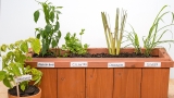 How To Regrow Everything