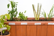 How To Regrow Everything