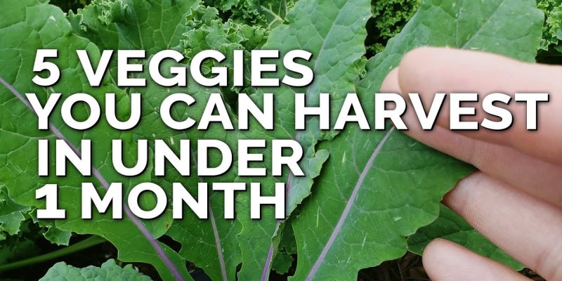 5 Fast Growing Veggies You Can Harvest in Under 1 Month