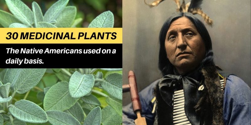 30 medicinal plants the Native Americans used on a daily basis
