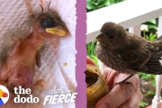 Woman Finds A Baby House Finch Bird On Her Porch
