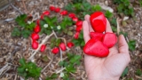 Simple Tricks to Keep Your Garden PEST FREE!