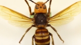 Everything You Need To Know About ‘Murder Hornets’