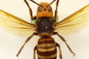 Everything You Need To Know About ‘Murder Hornets’