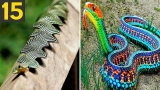 15 RAREST and FREAKY Snakes